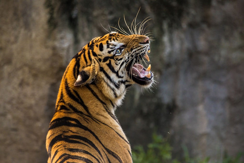 V zoologické zahradě mám ráda tygry. 